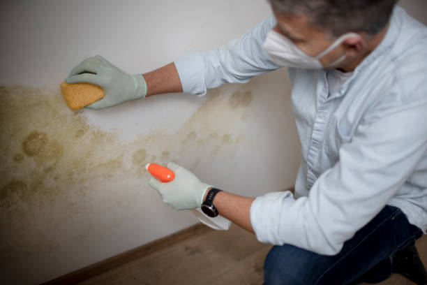 Best Emergency Mold Removal  in Westhaven Moonstone, CA