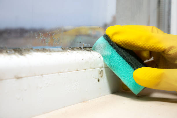 Best Professional Mold Removal  in Westhaven Moonstone, CA