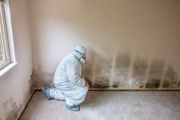 Best Certified Mold Removal  in Westhaven Moonstone, CA