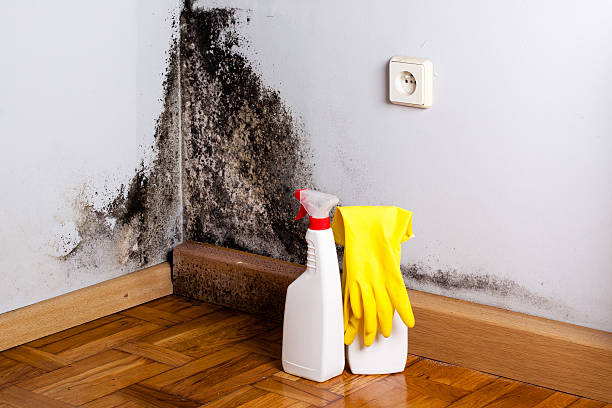 Best Mold Remediation  in Westhaven Moonstone, CA