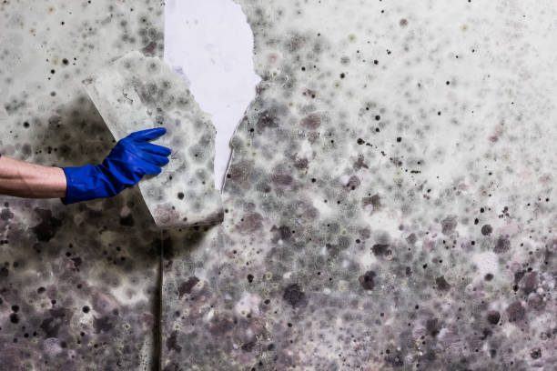 Best Fast Mold Removal  in Westhaven Moonstone, CA