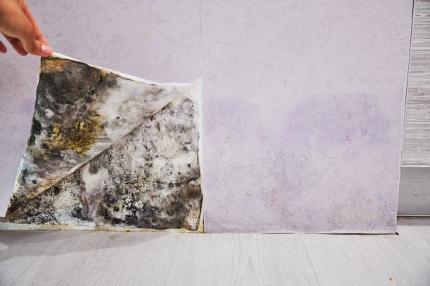 Best Affordable Mold Removal  in Westhaven Moonstone, CA